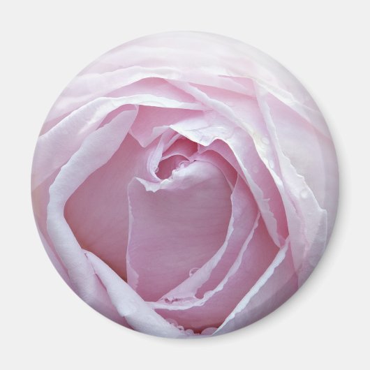 Rosa Rosa Magnet (Vorne)