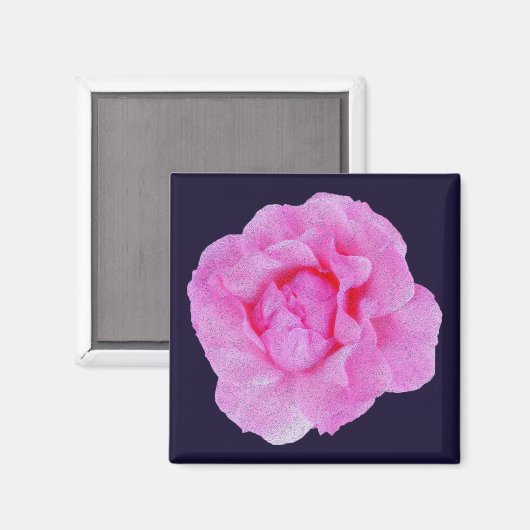 Rosa Rosa Magnet (Vorderseite/Rückseite)