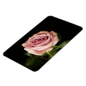 Rosa Rosa Magnet (Linke Seite)