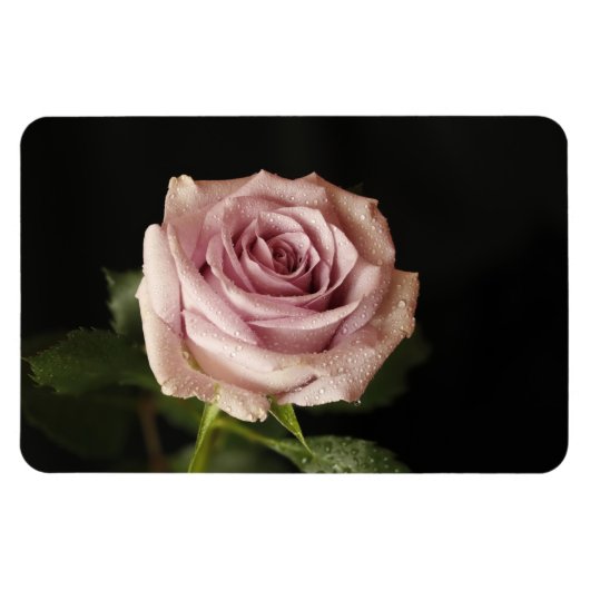Rosa Rosa Magnet (Horizontal)