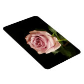 Rosa Rosa Magnet (Rechte Seite)