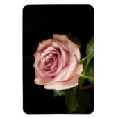 Rosa Rosa Magnet (Vertikal)