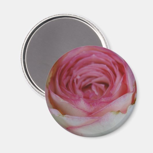Rosa Rosa Magnet (Vorderseite/Rückseite)