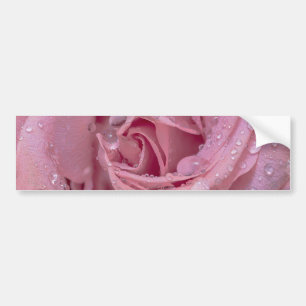 Rosa rosa mit Tautropfen Autoaufkleber