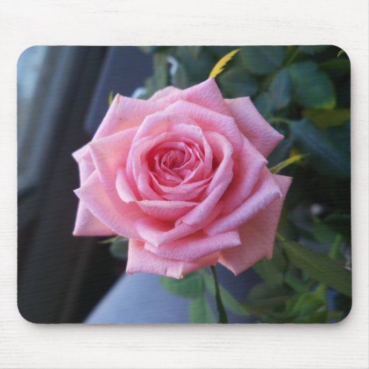 Rosa Rosa Mousepad (Vorne)