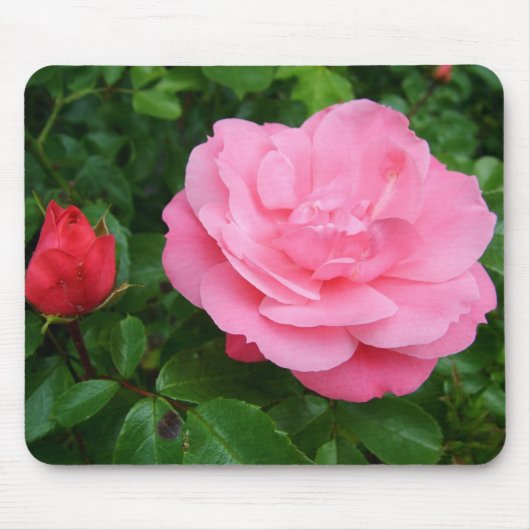 Rosa Rosa Mousepad (Vorne)