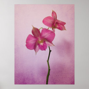 Rosa rosa Orchideen-Blüten-Plakat-Druck Poster