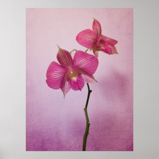 Rosa Rosa Orchideen Poster (Vorne)