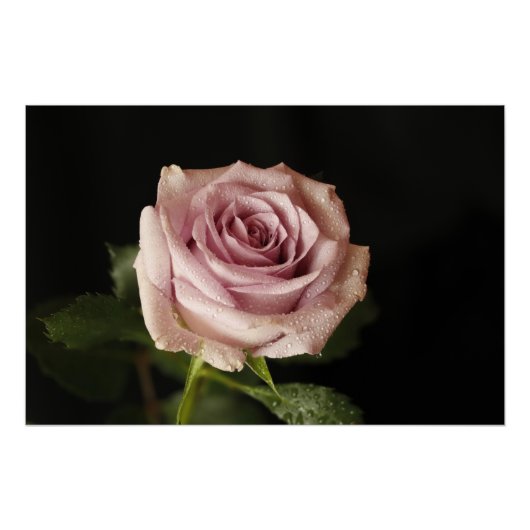 Rosa Rosa Poster (Vorderseite)