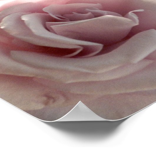 Rosa Rosa Poster (Ecke)