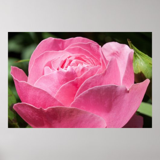 Rosa Rosa Poster (Vorne)