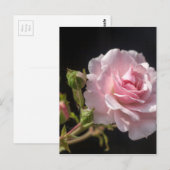 Rosa Rosa Postkarte (Vorne/Hinten)