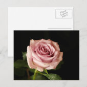 Rosa Rosa Postkarte (Vorne/Hinten)