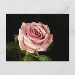 Rosa Rosa Postkarte