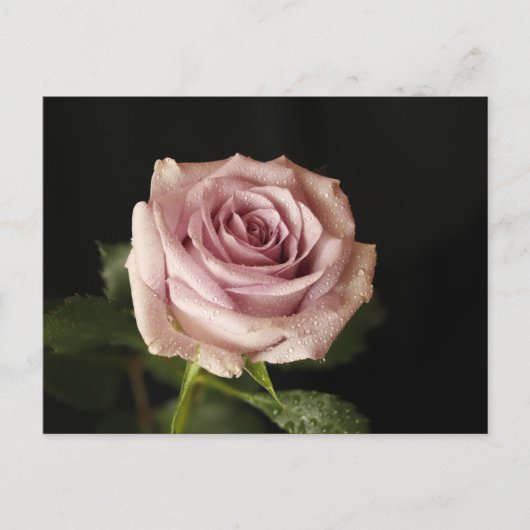 Rosa Rosa Postkarte (Vorderseite)