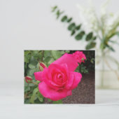 Rosa Rosa Postkarte (Stehend Vorderseite)