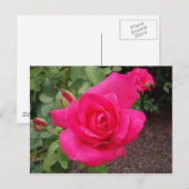 Rosa Rosa Postkarte (Vorne/Hinten)