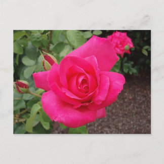 Rosa Rosa Postkarte