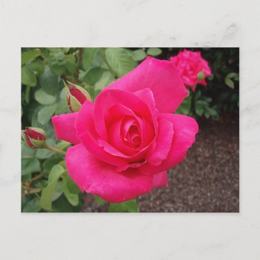 Rosa Rosa Postkarte (Vorderseite)