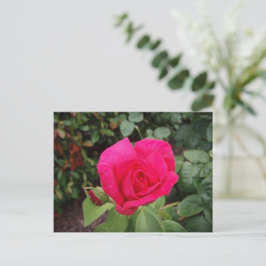 Rosa Rosa Rosa 2 Postkarte (Stehend Vorderseite)