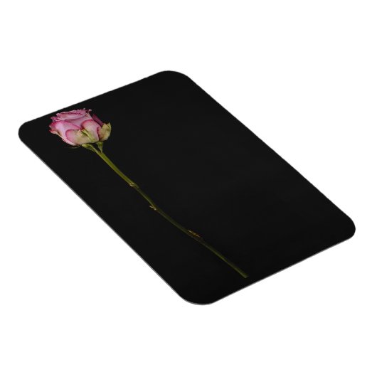 Rosa Rosa Rosa 3 Magnet (Rechte Seite)
