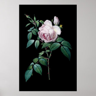 Rosa Rosa Rose von Redoute, schwarzer Hintergrund Poster