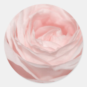 Rosa Rosa Runder Aufkleber