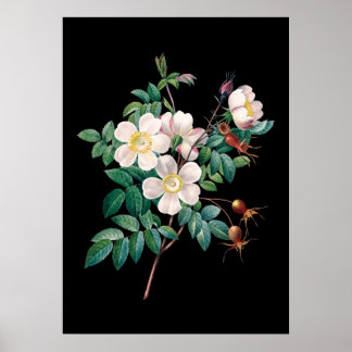 Rosa Rosa-Schwarz-Hintergrund Poster