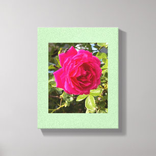 Rosa rosa und eine Fliege Leinwanddruck