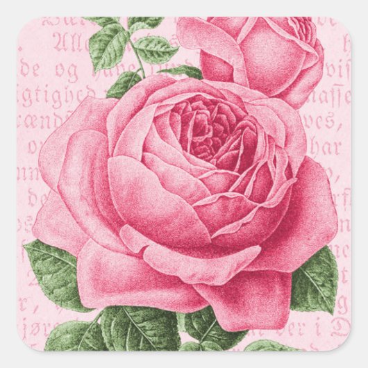 Rosa Rosa Vintag Quadratischer Aufkleber (Vorderseite)