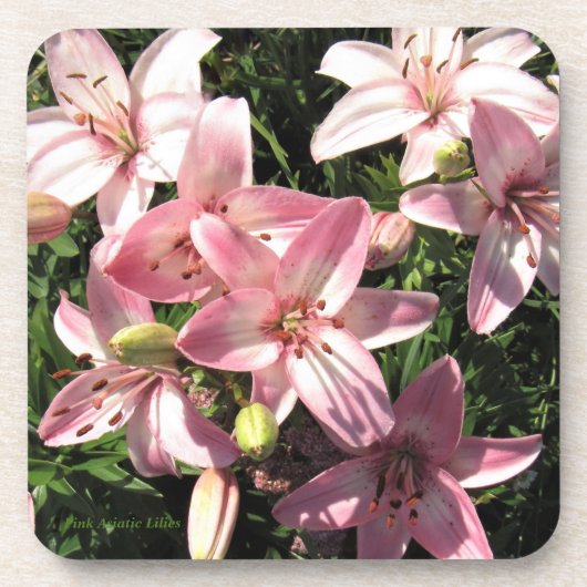 Rosa, Rosa-weiße asiatische Lilien Getränkeuntersetzer (Vorderseite)