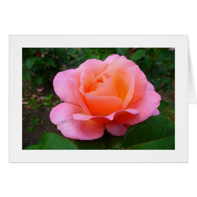Rosa Rose (Vorderseite (Horizontal))
