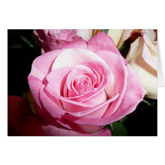 Rosa Rose (Vorderseite (Horizontal))