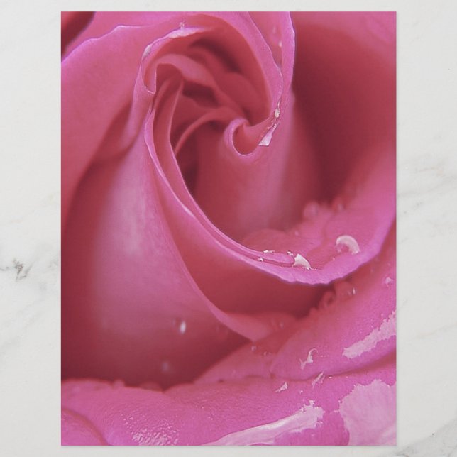 Rosa Rose (Vorderseite)