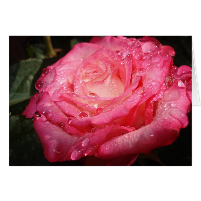 Rosa Rose (Vorderseite (Horizontal))