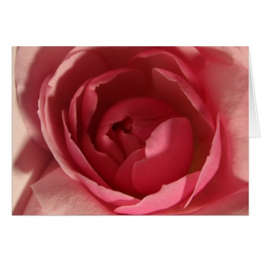 Rosa Rose (Vorderseite (Horizontal))