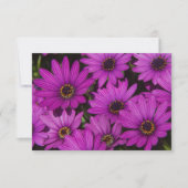 Rosa Rose (Vorderseite)