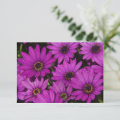 Rosa Rose (Stehend Vorderseite)