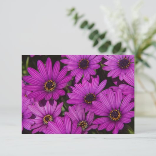 Rosa Rose (Stehend Vorderseite)