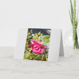 Rosa Rose #2 geklappt Danke Karte