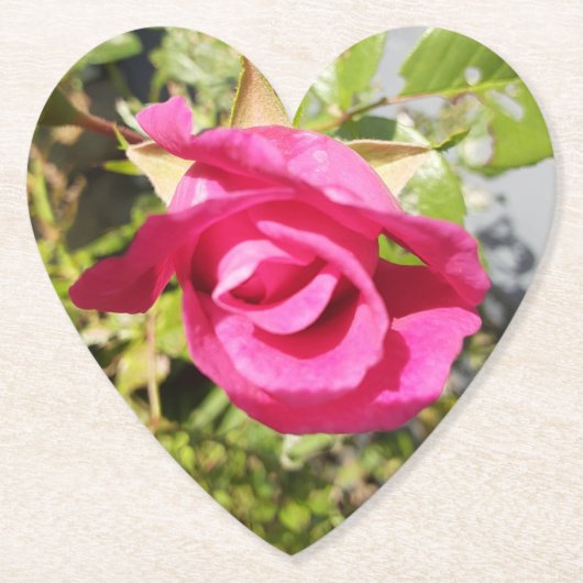 Rosa Rose #2 Untersetzer (Vorderseite)