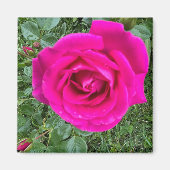 Rosa Rose #3,2 Zoll Square Magnet (Vorne)