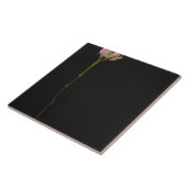 Rosa Rose 3 Fliese (Seite)