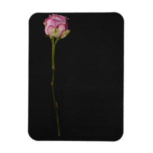 Rosa Rose 3 Magnet