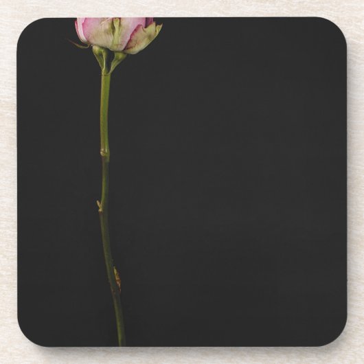 Rosa Rose 3 Untersetzer (Vorderseite)