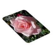 Rosa Rose 3"x4"-Magnet Magnet (Rechte Seite)