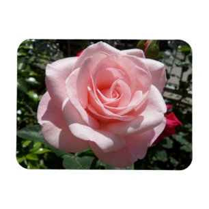 Rosa Rose 3"x4"-Magnet Magnet