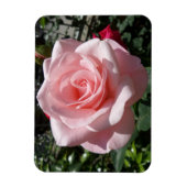 Rosa Rose 3"x4"-Magnet Magnet (Vertikal)