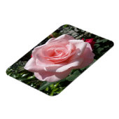 Rosa Rose 3"x4"-Magnet Magnet (Linke Seite)