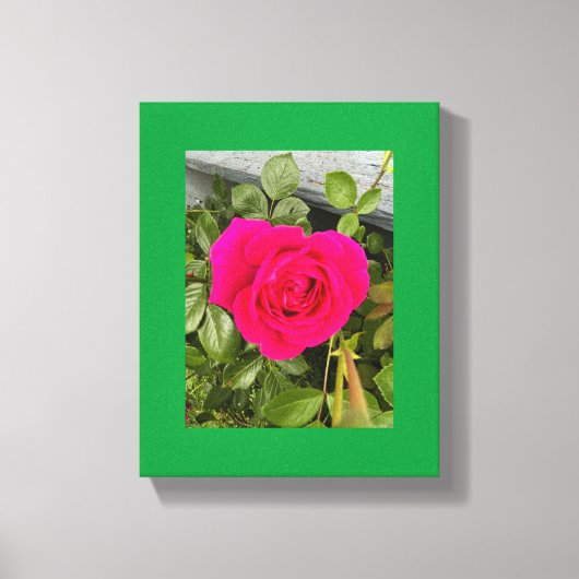 Rosa Rose #4 Leinwanddruck (Vorderseite)